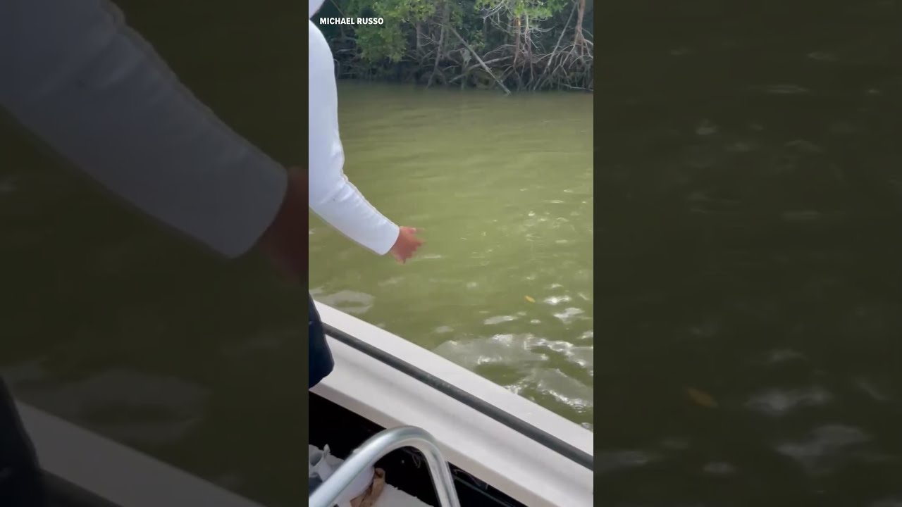 Florida Man Bitten By Shark Pulled Into Water In The Everglades
