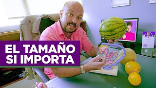 Embarazarse con miomas [Explicado con frutas] el tamaño si importa