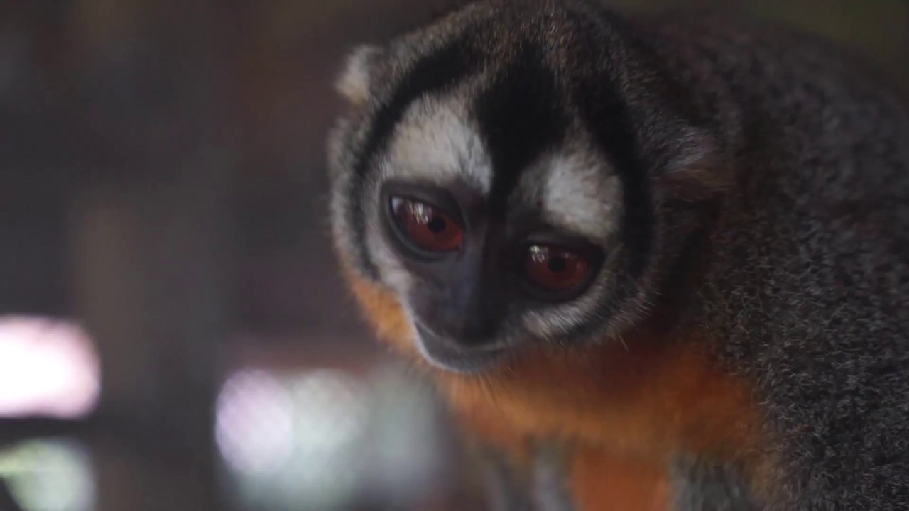 Maikuchiga - Animal Rehabilitation centre Amazon