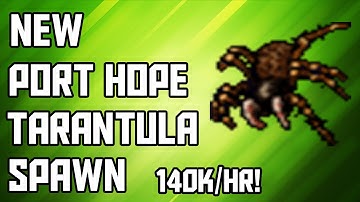 [Tibia Where to Hunt - MS/ED 14+] New Port Hope Tarantula Spawn (60-80k/hr @ 14)