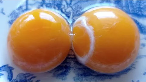 ¿Cuál es la gallina que pone huevos doble yema?