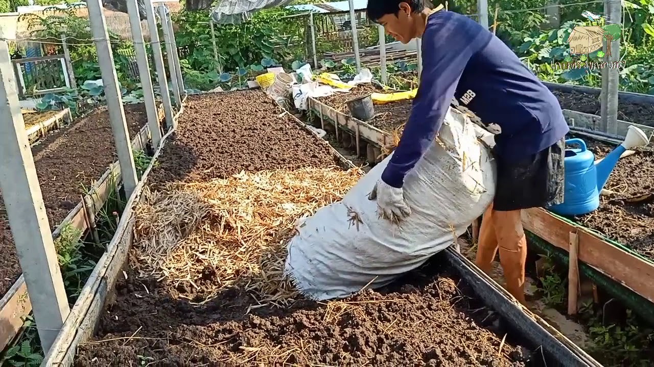 เอาใบไผ่ใส่แปลง #ปรับปรุงดิน #เพิ่มอินทรีย์วัตถุชั้นดี