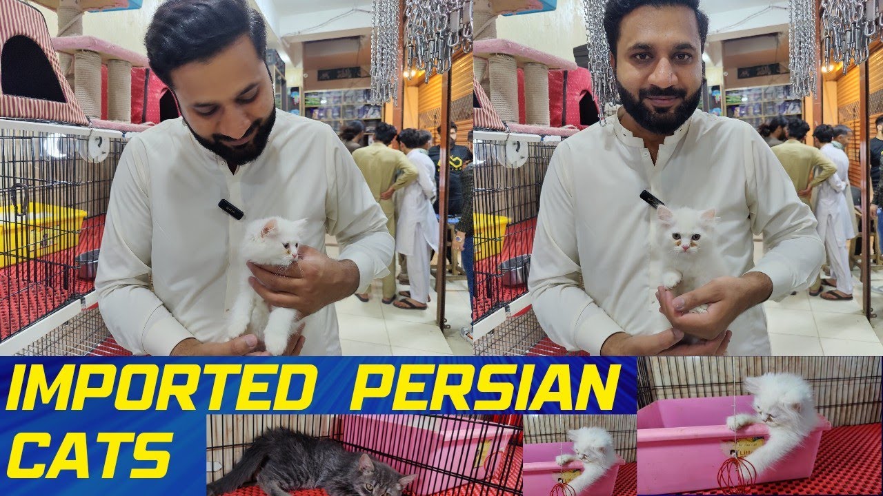 Persian cat price Blue eyes cats Cat Market Pet Market Persian