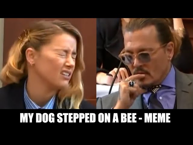 amber heard dog stepped on a bee Memes & GIFs - Imgflip