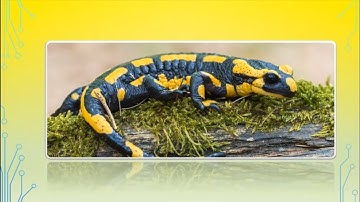 5th Class History Evolution Part-2