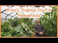 Pennsylvania greenhouse tropical fruit trees with brian