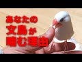 【文鳥が噛む理由】なぜあなたは噛まれるのか？理由を知ればもう噛まれない⁉︎