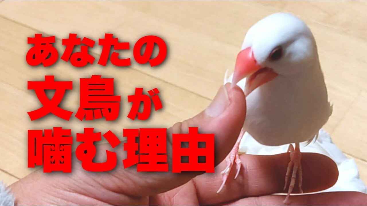 【文鳥が噛む理由】なぜあなたは噛まれるのか？理由を知ればもう噛まれない⁉︎