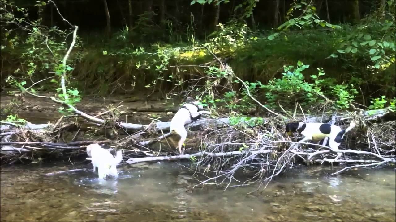 Tristan - Ratonero Bodeguero Andaluz