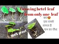 #Betel leaf#Growing betel leaf from one leaf|पान का पौंधा उगाये सिर्फ एक पान से