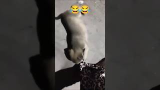 meri gali ke puppy ki masti 😂😂 #gungunk #funnyvideo #fuunydog