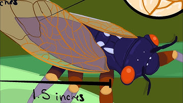 Cicada Animation Time Lapse AND Finished Animation at the end