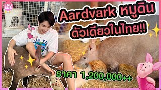 “Aardvark”สัตว์โคตรหายาก! ตัวเดียวในไทย!! ต้นแบบPiglet ราคา฿1,200,000+!!