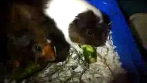 Watch the video about Two New Guinea Pigs!