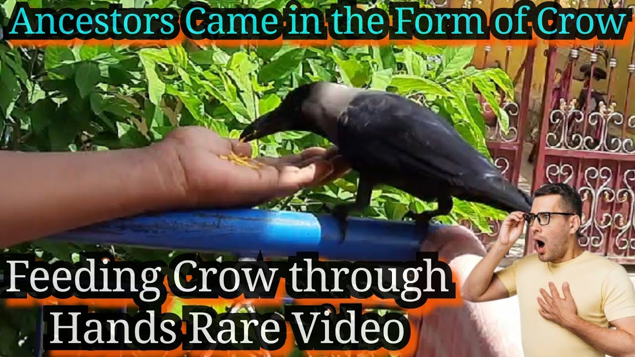 Crow | Taking Food from Hands | Rare Video | Symbol of | Feeding Ancestors  | Natural Live Captured |
