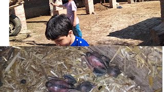 Bird's baby falls down from the nest#2026