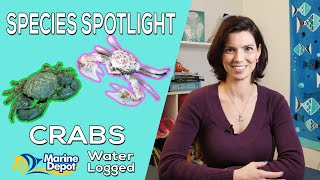 Picking the Right Crabs for Your Aquarium: Species Spotlight with Hilary