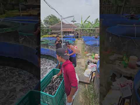 proses panen lele #catfish