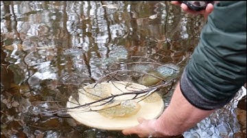 Surveying a Vernal Pool