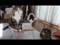 お誕生日会とねこ。-Birthday Party and Cats.-