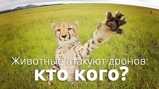 Подборка: животные против дронов Подборка: животные против дронов