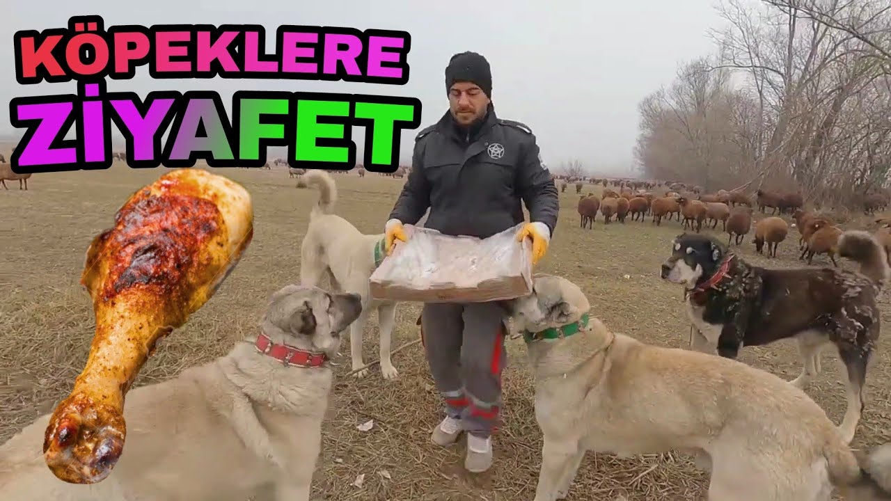 KÖPEKLERE  ET GETİRDİM--SOKAK KÖPEKLERİNE DE VERDİM