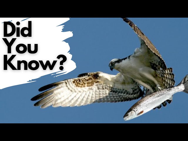 Things you need to know about OSPREYS! class=