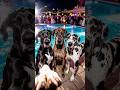 Party 🎉 time with my Great Danes Kai&Boaz&Gozer&Victor #partytime #aivideocreation #greatdane