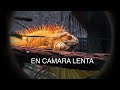 Reptiles Invasores Con PCP P2  - David Madrid Caza Y Cocina