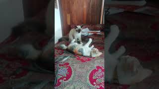 Siamese Vs Calico Cat Friendly fight by Siam Cat Fam 50 views 2 years ago 2 minutes, 1 second