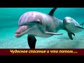 Чудесное спасение и что произошло потом...  №  2279