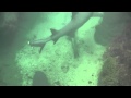 Snorkel con tiburones en Isabela (Galápagos)