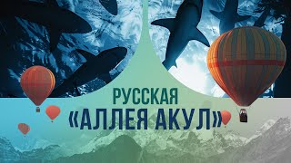 видео: Русская «аллея акул»: как оказаться наедине с морской хищницей там, где нет побережья и океанов? картинка: Русская «аллея акул»: как оказаться наедине с морской хищницей там, где нет побережья и океанов?