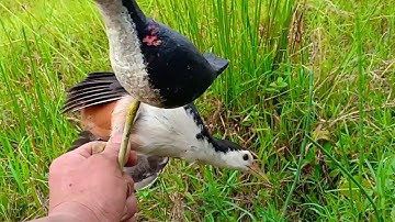 Cuab qaib dej tuaj zoo tiag tiag