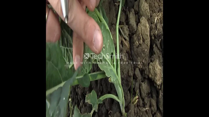 Crop Scouting techniques