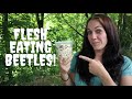 Flesh Eating Beetles! Starting a Dermestid Beetle Colony to Clean Bones and Skulls