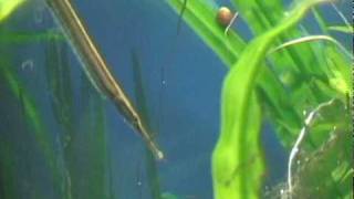 Doryichthys heterosoma eggs.avi