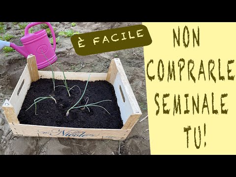 Video: Quando piantare le cipolle invernali