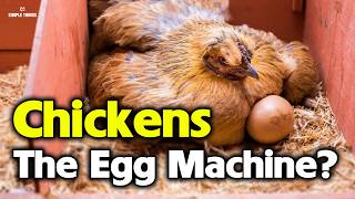 Why Do Hens Lay Eggs Without a Rooster? When Do They Stop?