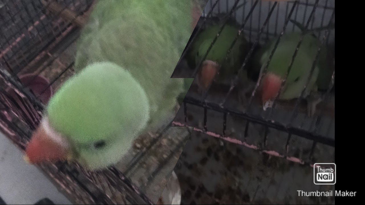 Kashmiri Raw Parrot for Sale 17000 per PC Age5 Month YouTube