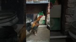 murga 🐓 #viral #shorts #trending #murga #song