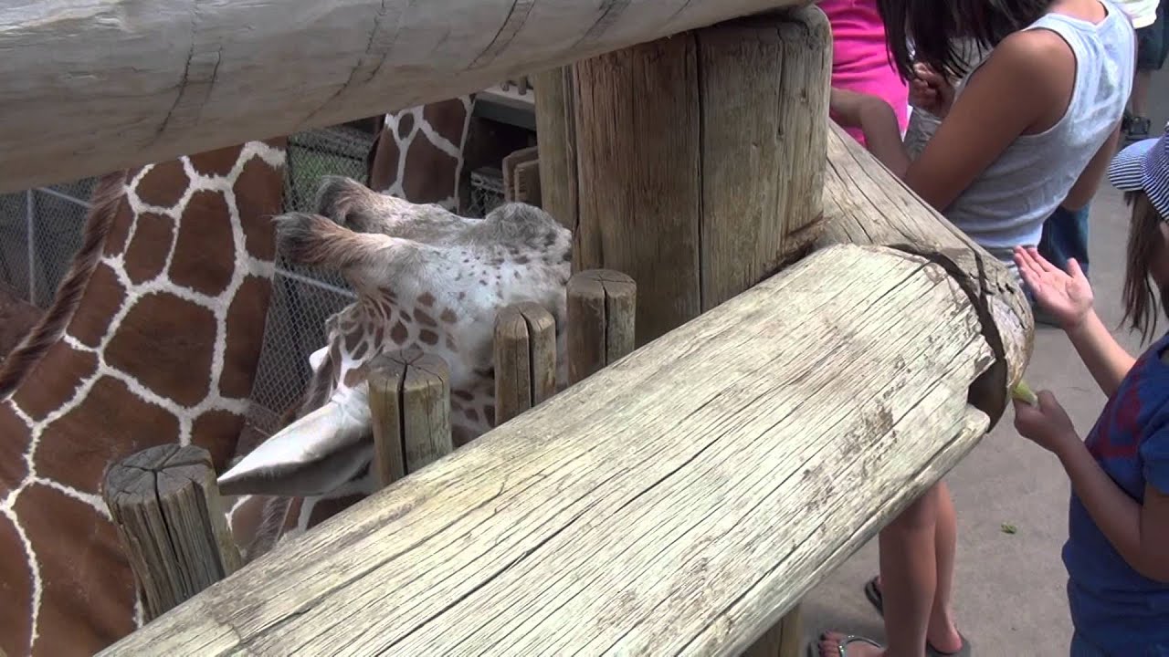 20120706111725 Colorado Springs Trip YouTube