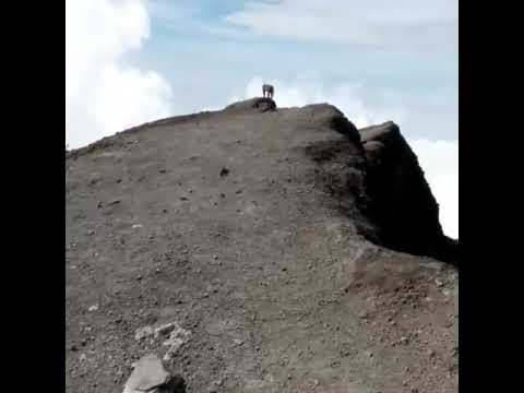 Penerkaman seekor macan jawa kepada pendaki merapi¡¡¡