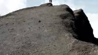 Penerkaman seekor macan jawa kepada pendaki merapi¡¡¡