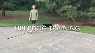 UberDog Training Bernese Mountain Dog by UberDogTraining 204 views 4 years ago 1 minute, 20 seconds