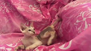 Suede Coat Peterbald Female Kitten plays with toy by Cowboy Claws 207 views 5 years ago 54 seconds