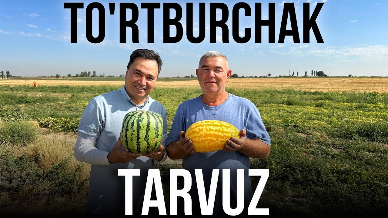 Тўртбурчак Тарвуз Ўзбекистонда