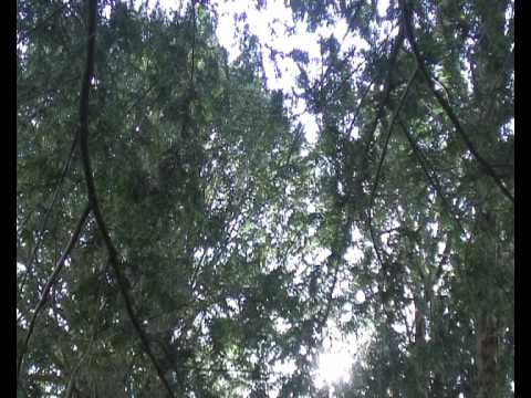 Βίντεο: Μεσαίο Yew (18 φωτογραφίες): περιγραφή των Yews "Hixie" και "Wojtek". Φύτευση και αποχώρηση. Χρήση στο τοπίο του κήπου