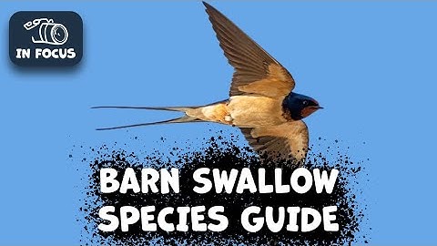 Barn Swallow Species Guide: Things you need to know
