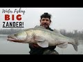 Winter fishing ... BIG ZANDER !